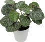 I.GE.A. Kunstplant Kunstmatige plant begonia in pot begonia struik bladplant (1 stuk) - Thumbnail 1