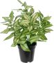 I.GE.A. Kunstplant Kunstmatige tradescantia met pot decoratie groene plant kamerplant (1 stuk) - Thumbnail 1