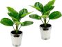 I.GE.A. Kunstplant Maranthusplant in pot (set 2 stuks) - Thumbnail 1