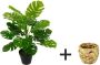 I.GE.A. Kunstplant Monstera Met overpot kunstmatige splitphilo-plant - Thumbnail 1