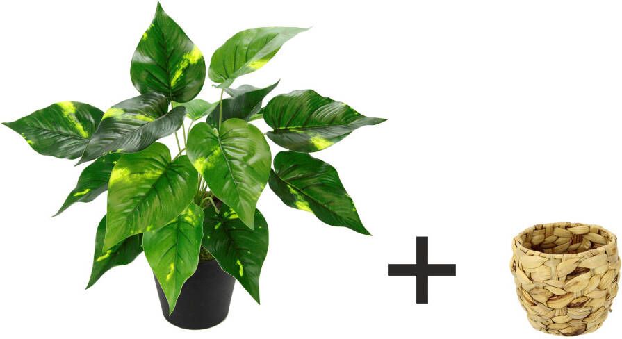 I.GE.A. Kunstplant Pothos plant in waterhyacint pot (1 stuk)