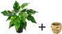 I.GE.A. Kunstplant Pothos plant in waterhyacint pot (1 stuk) - Thumbnail 1