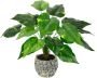 I.GE.A. Kunstplant Pothos plant in waterhyacint pot (1 stuk) - Thumbnail 1