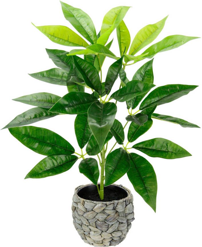 I.GE.A. Kunstplant Schefflera