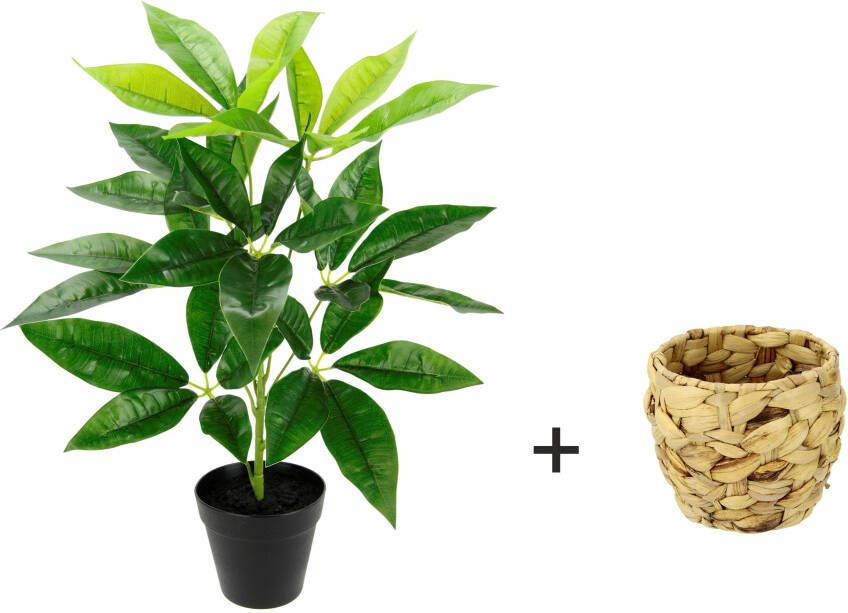 I.GE.A. Kunstplant Schefflera Met overpot kunstmatige zijdebloemen