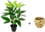 I.GE.A. Kunstplant Schefflera Met overpot kunstmatige zijdebloemen - Thumbnail 1