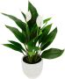 I.GE.A. Kunstplant Spathiphyllum in pot anthurium calla flamingobloem exotische plant met witte bloemen (1 stuk) - Thumbnail 1