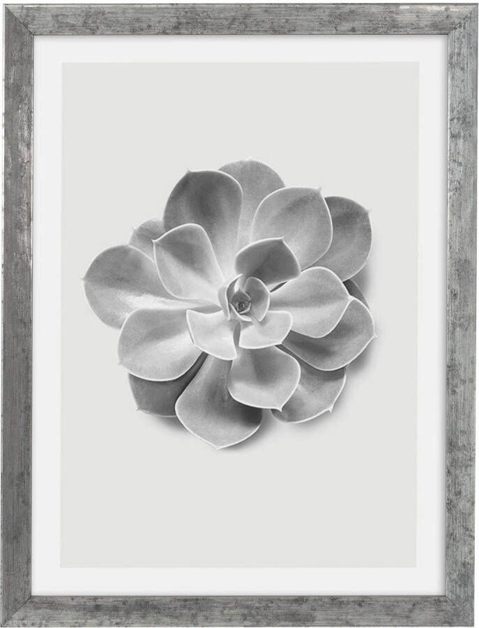 Komar Artprint met lijst Succulent Aeonium