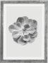 Komar Artprint met lijst Succulent Aeonium - Thumbnail 1