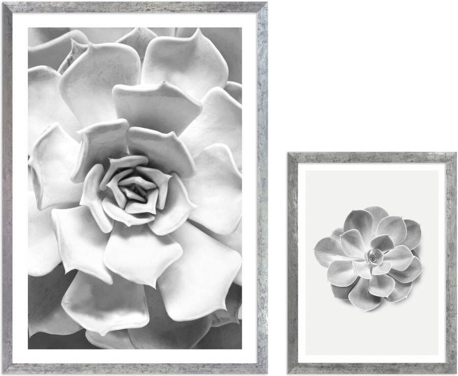 Komar Artprint met lijst Succulent Aeonium