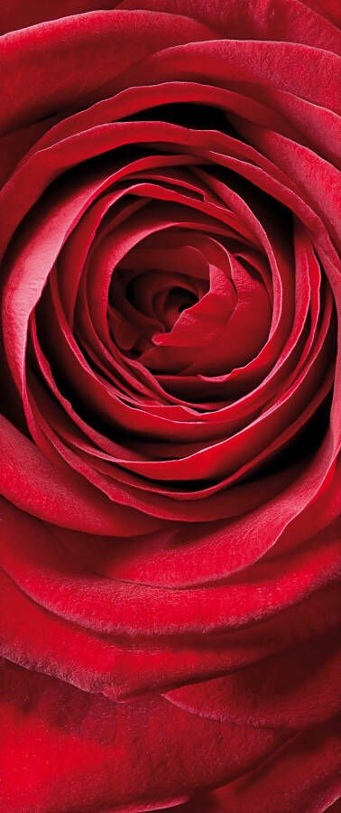 Komar Fotobehang Fototapete Red Rose Größe 92 x 220 cm (1 stuk)