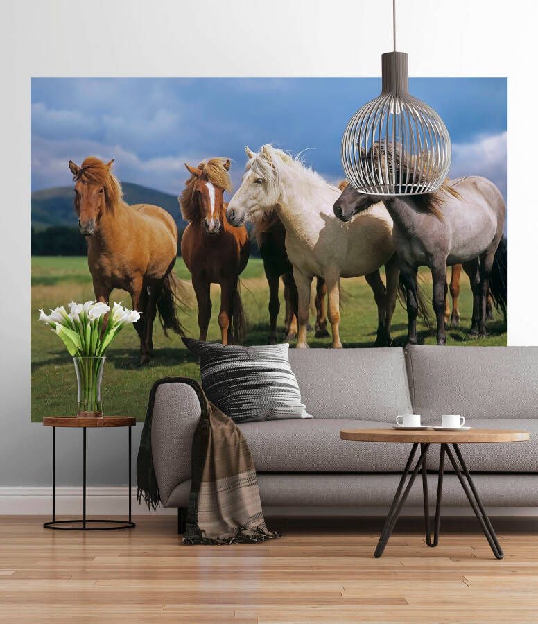 Komar Fotobehang Ponies grootte 254 x 184 cm (1 stuk)