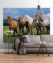 Komar Fotobehang Ponies grootte 254 x 184 cm (1 stuk) - Thumbnail 1