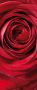 Komar Fotobehang Red Rose grootte 92 x 220 cm (1 stuk) - Thumbnail 1