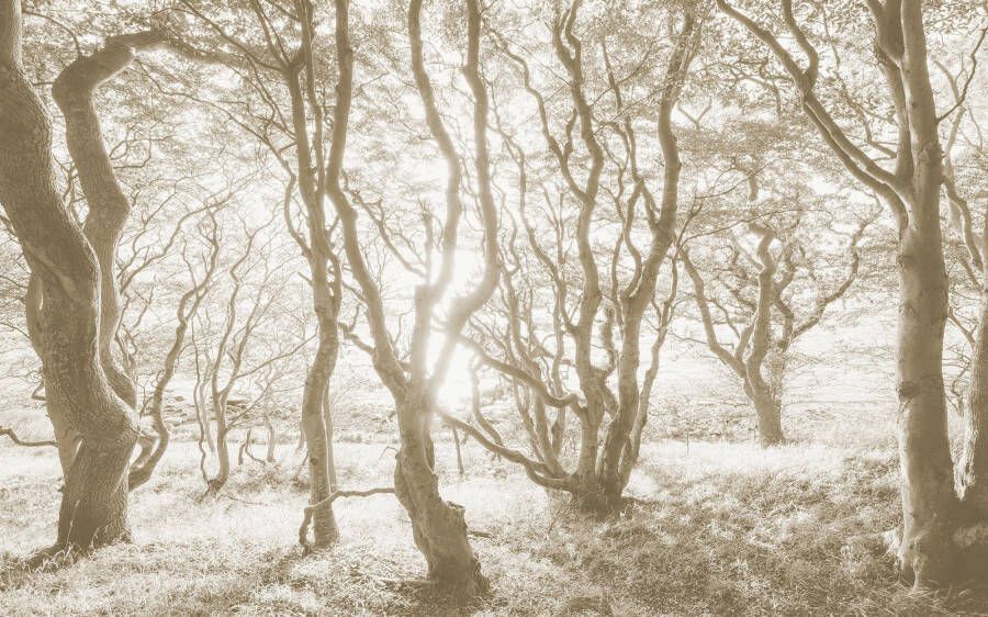 Komar Fotobehang Digitale print vlies Bleached Birch Afmeting 400 x 250 cm (1 stuk)