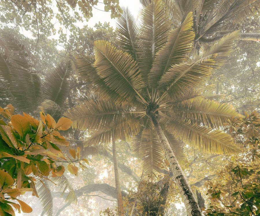 Komar Fotobehang Digitale print vlies Palms Panorama Afmeting 300 x 250 cm (1 stuk)
