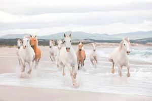 Komar Fotobehang White Horses zeer lichtbestendig (set)