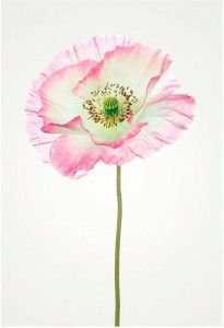 Komar Poster Poppy Hoogte: 50 cm