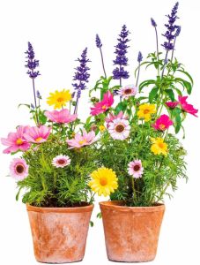 Komar Vensterbeeld Bloemen 31x31 cm zelfklevend (2 stuks)
