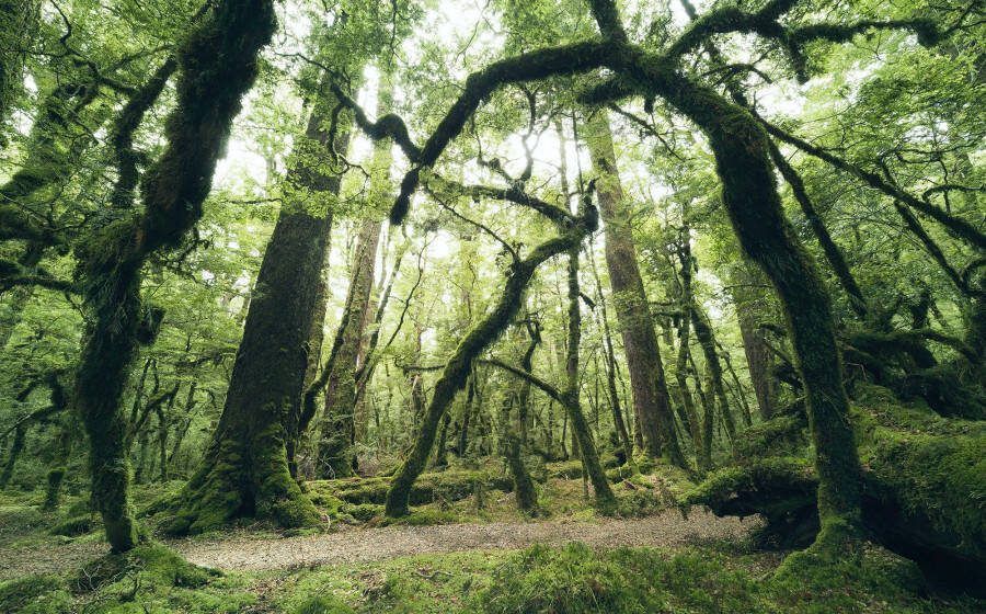 Komar Vliesbehang Digitale print vlies Ancient Green Afmeting 450 x 280 cm (9 stuks)