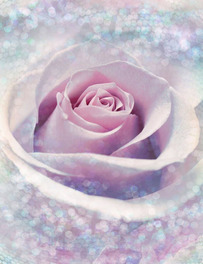 Komar Vliesbehang Digitale print vlies Delicate Rose Afmeting 200 x 260 cm (1 stuk)