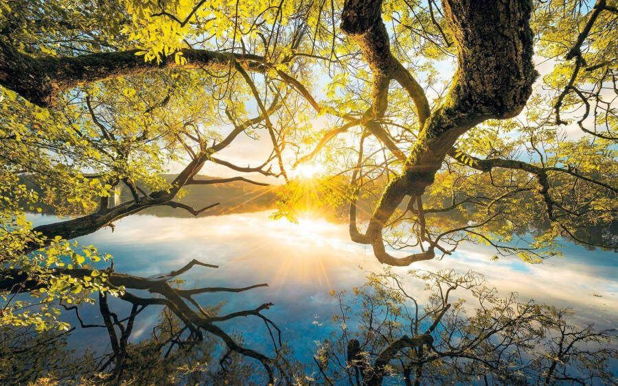 Komar Vliesbehang Digitale print vlies Golden Embrace Afmeting 400 x 250 cm (1 stuk)