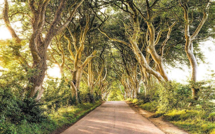 Komar Vliesbehang Digitale print vlies Golden Hedges Afmeting 400 x 250 cm (1 stuk)