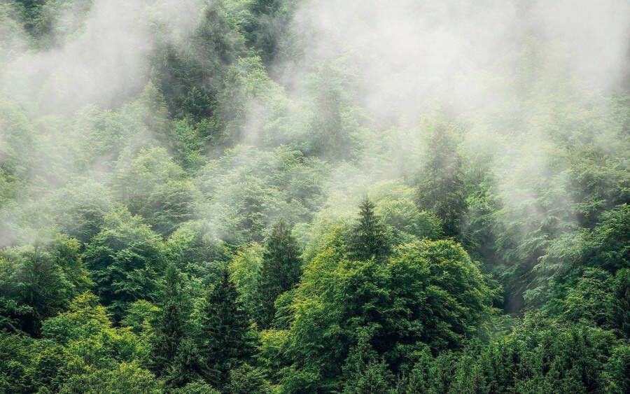 Komar Vliesbehang Hefele Forest Land Woonkamer slaapkamer (1 stuk)