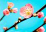 Komar Fotobehang Peach Blossom 350x250cm Papierbehang - Thumbnail 2