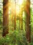 Komar Vliesbehang Digitale print vlies Redwood Afmeting 200 x 260 cm (1 stuk) - Thumbnail 1