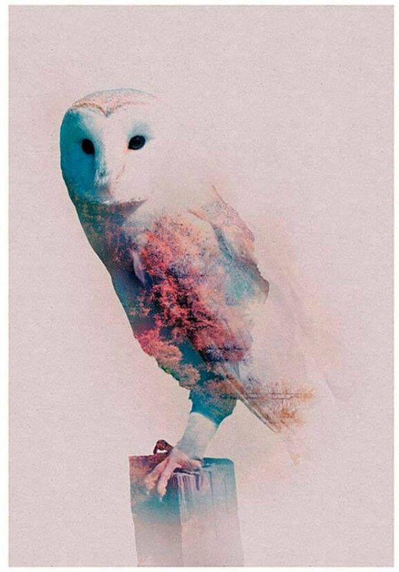 Komar Wanddecoratie Animals forest Owl Wanddecoratie zonder lijst