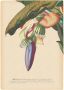 Komar Wanddecoratie Banana Heart Wanddecoratie zonder lijst (1 stuk) - Thumbnail 1