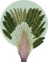 Komar Wanddecoratie Botanical Garden Pinnate Palm (1 stuk) - Thumbnail 1