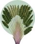 Komar Wanddecoratie Botanical Garden Pinnate Palm (1 stuk) - Thumbnail 1