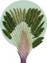 Komar Wanddecoratie Botanical Garden Pinnate Palm (1 stuk) - Thumbnail 1