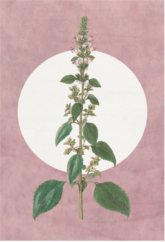 Komar Wanddecoratie Menthe en Croissance Wanddecoratie zonder lijst (1 stuk)