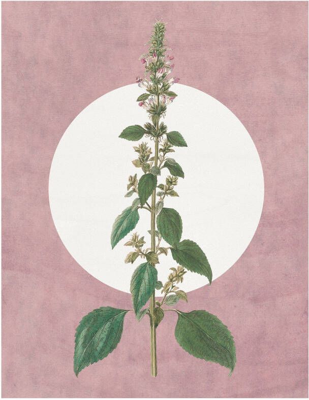 Komar Wanddecoratie Menthe en Croissance Wanddecoratie zonder lijst (1 stuk)
