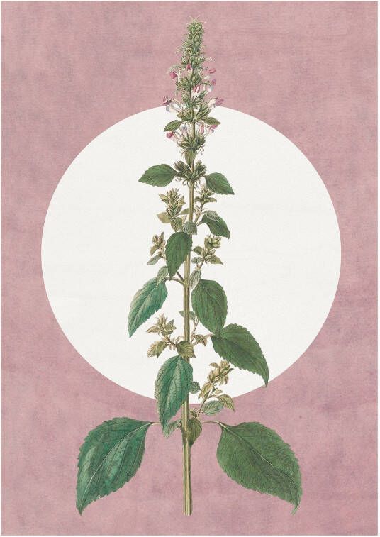 Komar Wanddecoratie Menthe en Croissance Wanddecoratie zonder lijst (1 stuk)