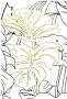 Komar Wanddecoratie Monstera Borsigiana Wanddecoratie zonder lijst (1 stuk) - Thumbnail 1