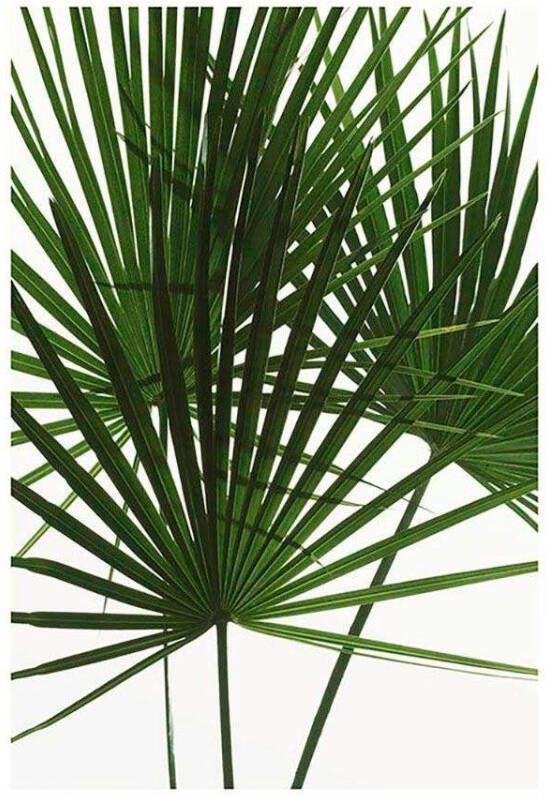 Komar Wanddecoratie Palmtree Leaves Wanddecoratie zonder lijst