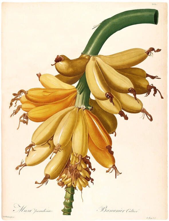 Komar Wanddecoratie Plantains Wanddecoratie zonder lijst (1 stuk)