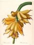 Komar Wanddecoratie Plantains Wanddecoratie zonder lijst (1 stuk) - Thumbnail 1