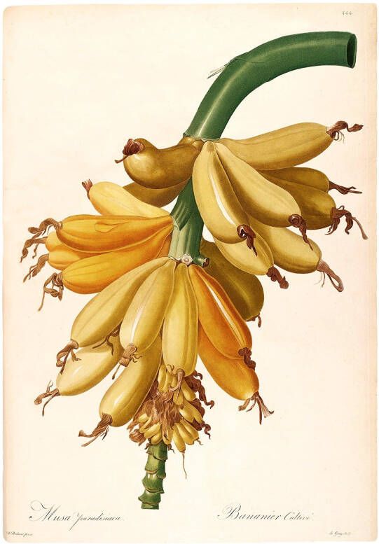 Komar Wanddecoratie Plantains Wanddecoratie zonder lijst (1 stuk)