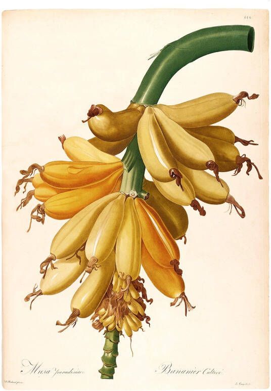 Komar Wanddecoratie Plantains Wanddecoratie zonder lijst (1 stuk)