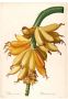 Komar Wanddecoratie Plantains Wanddecoratie zonder lijst (1 stuk) - Thumbnail 1