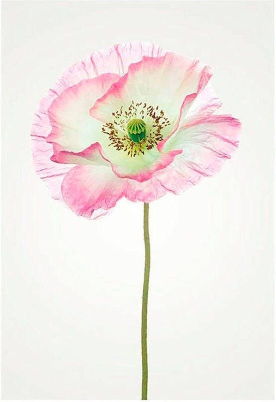 Komar Wanddecoratie Poppy Wanddecoratie zonder lijst (1 stuk)
