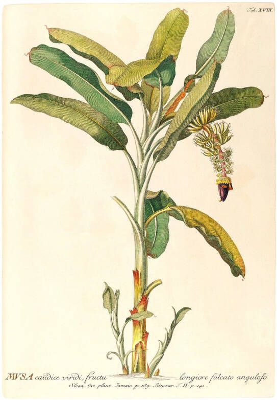 Komar Wanddecoratie Rainforest Sapling Wanddecoratie zonder lijst (1 stuk)