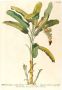 Komar Wanddecoratie Rainforest Sapling Wanddecoratie zonder lijst (1 stuk) - Thumbnail 1