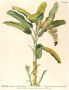 Komar Wanddecoratie Rainforest Sapling Wanddecoratie zonder lijst (1 stuk) - Thumbnail 1