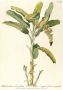 Komar Wanddecoratie Rainforest Sapling Wanddecoratie zonder lijst (1 stuk) - Thumbnail 1